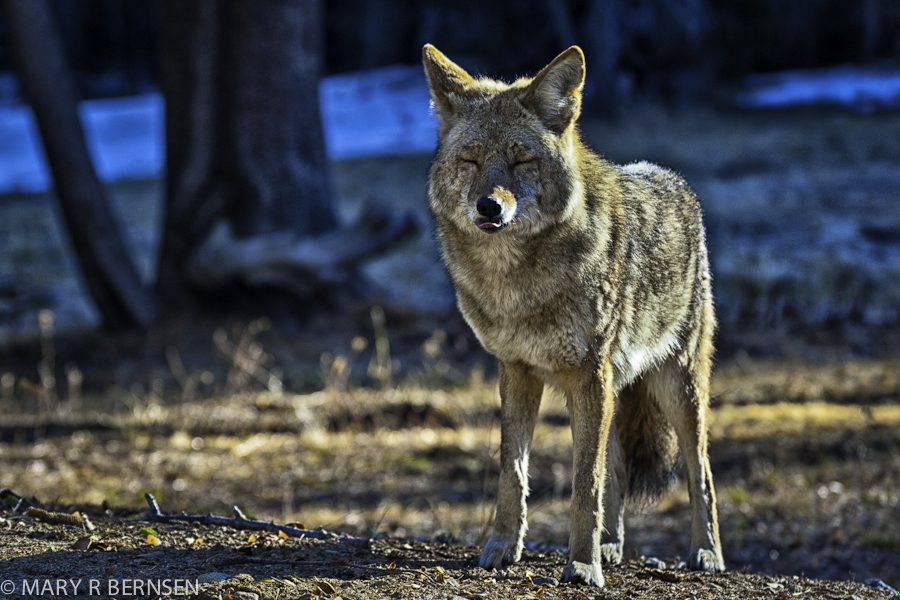 Photo by Mary Bernsen