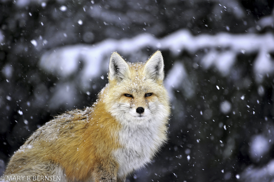 Photo by Mary Bernsen